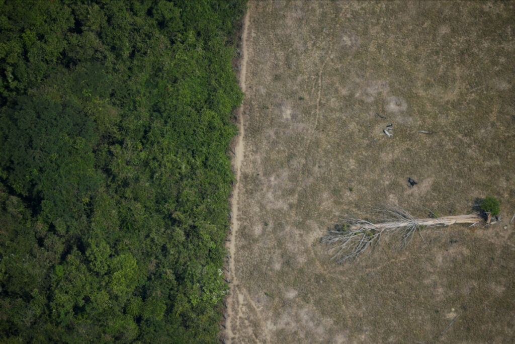 A fallen tree lies in an area of the Amazon jungle that was cleared by loggers and farmers near Porto Velho, Rondonia State, Brazil, on 14th August, 2020
