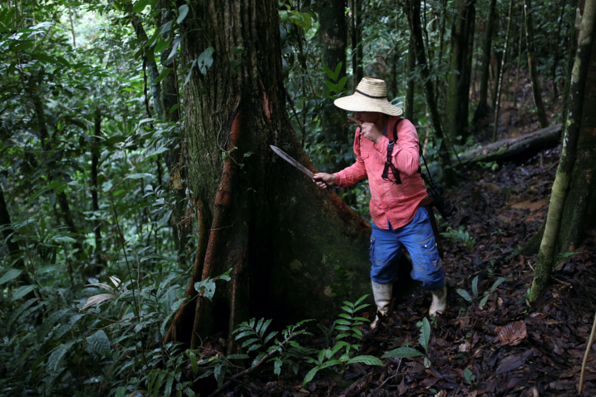 Jorge Santofimio, environmentalist and former guerrilla and signatory of the peace agreement between the Revolutionary Armed Forces of Colombia and the Colombian government, smells a piece of wood freshly cut from a tree during a day of searching for seeds to reforest the jungles, in Puerto Guzman, Colombia, on 8th February, 2022