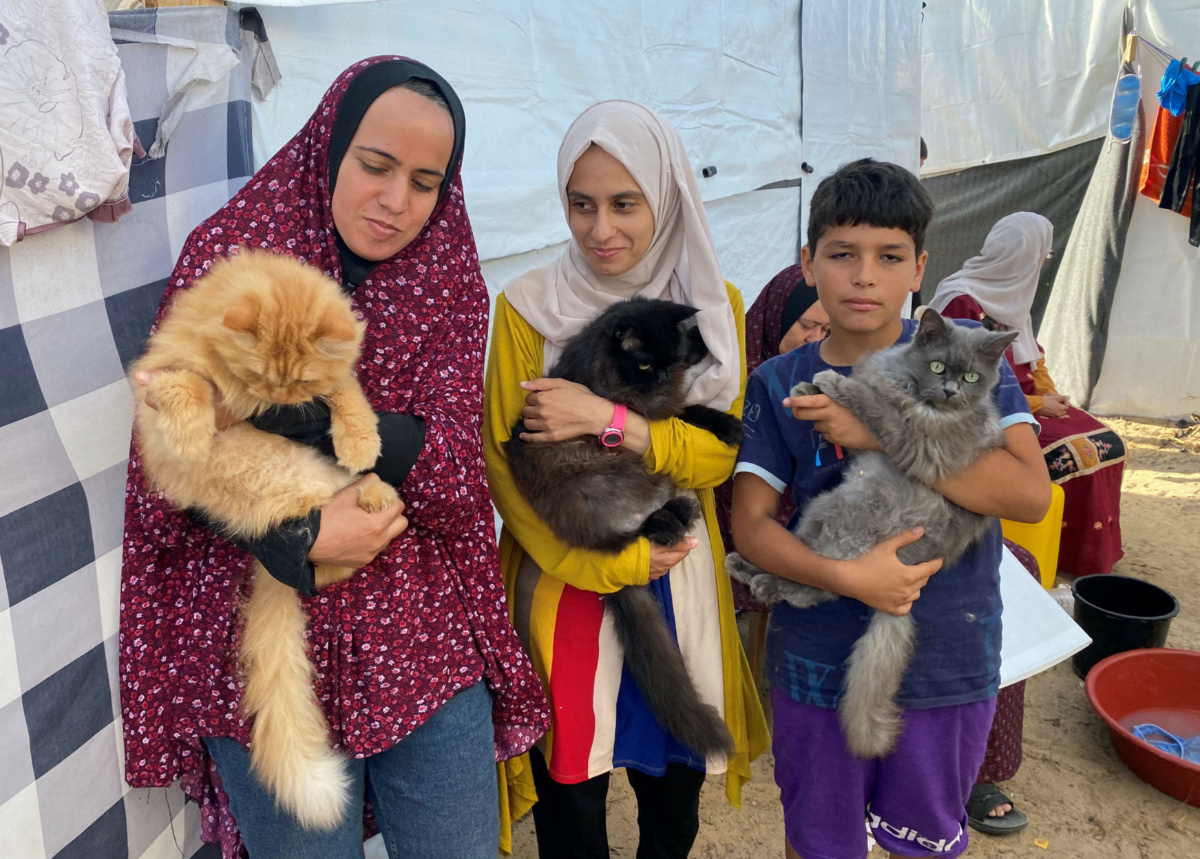 Displaced Palestinians, who fled their homes due to Israeli strikes, carry cats belonging to the Harb family who survived Israeli airstrikes, at a tent camp in Khan Younis in the southern Gaza Strip, on 8th November, 2023