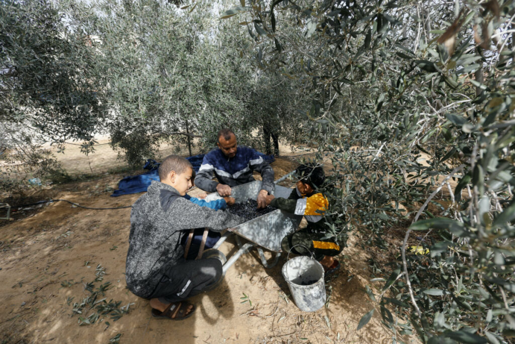 A Palestinian man and his children sort freshly picked olives on a farm during a temporary truce between Israel and the Palestinian Islamist group Hamas, in Khan Younis in the southern Gaza Strip, on 28th November, 2023