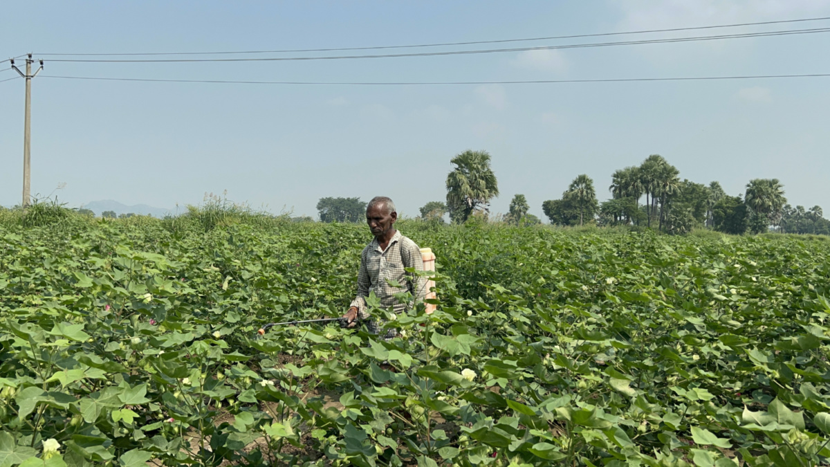 A farmer sprays chemical pesticide on his cotton crop in Warangal district, Telangana state, India, on 19th October, 2023.