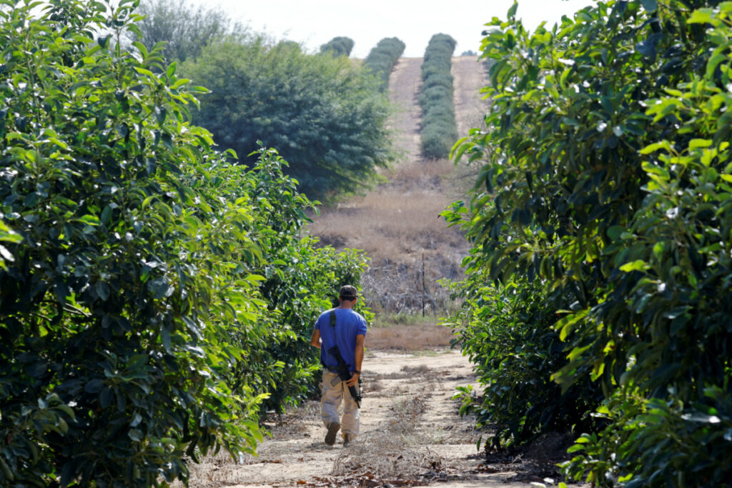 An Israeli volunteer walks with a weapon as he helps farmers from Kibbutz Beeri, Israel, to pick avocados from their land as part of an initiative to help farmers from Kibbutzes in Israel near the border with Gaza to pick the crops after the 7th October deadly attack by Hamas gunmen from Gaza in the Kibbutzes around, on 15th November, 2023