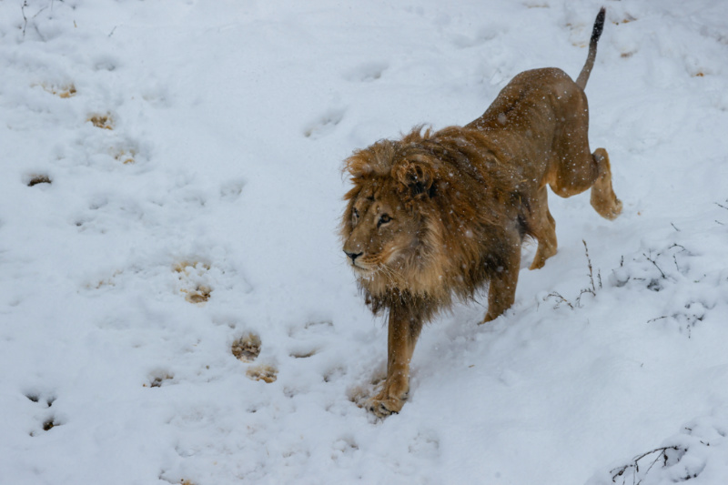 Lion Gjon walks as the bear sanctuary is covered with the first snow in Mramor, near the capital Pristina, Kosovo, on 25th November, 2023