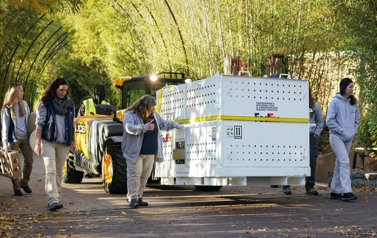 Panda keepers escort the crate containing Mei Xiang as the giant pandas begin their journey from Smithsonian’s National Zoo to return to China, in Washington, US, on 8th November, 2023