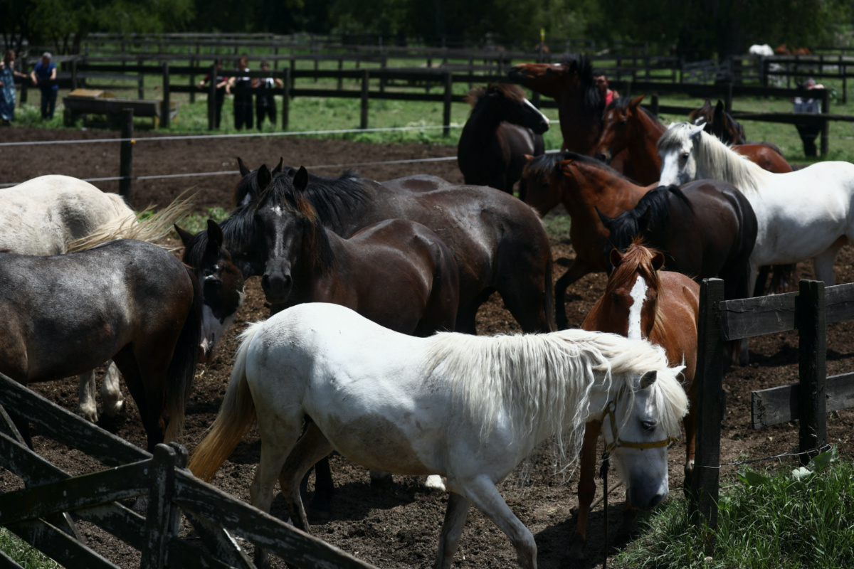 Rescued horses walk at Lorena Melantoni's sanctuary "Let's Dream of Hope" where mistreated horses that used to pull recycling carts, or were used for sports, have a second chance of life, in La Plata, Buenos Aires, Argentina, on 2nd December, 2023