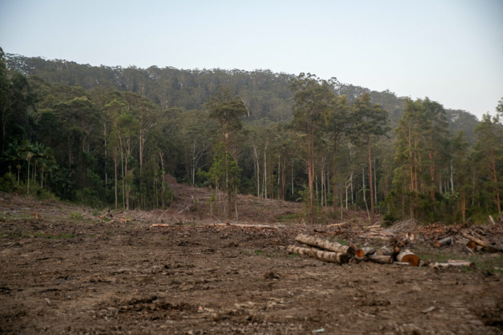 Tree logs lie on the ground in the aftermath of a recent logging in the proposed Great Koala National Park area in Coffs Harbour, New South Wales, Australia, on 25th October, 2023.