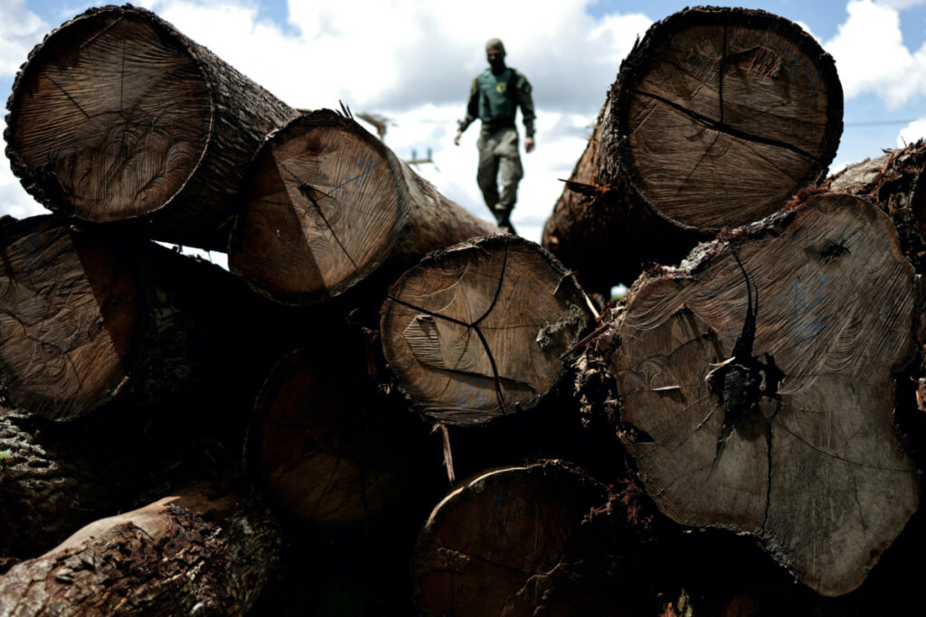 An agent of the Brazilian Institute for the Environment and Renewable Natural Resources inspects a tree extracted from the Amazon rainforest, in a sawmill during an operation to combat deforestation, in Placas, Para State, Brazil on 20th January, 2023