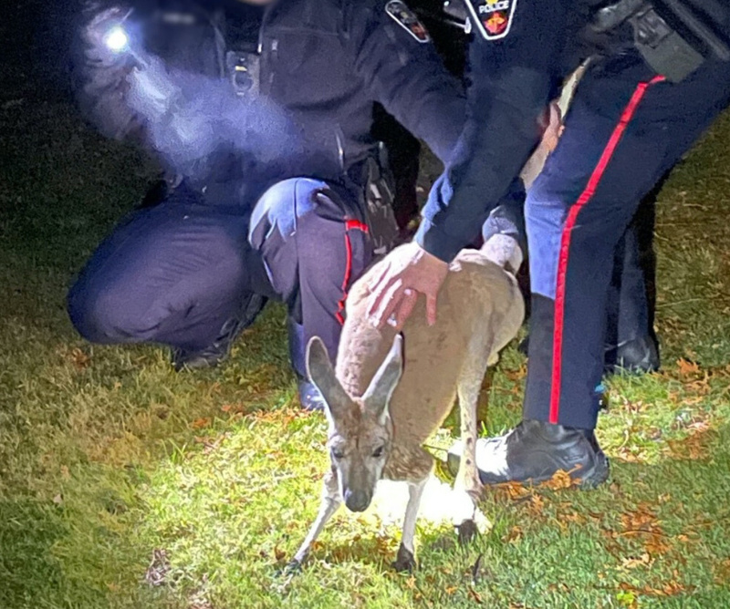 Police capture a kangaroo east of Toronto.