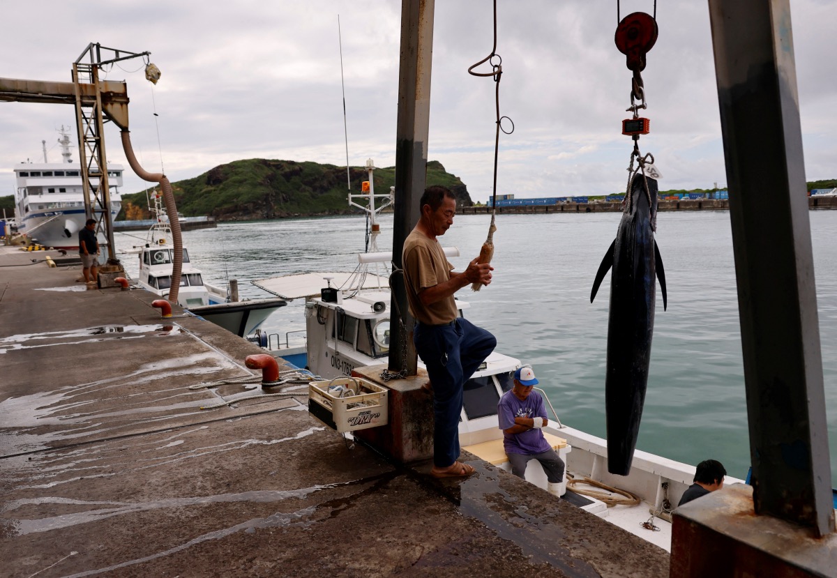 Local fishermen land a billfish at Kubura fishing port on Yonaguni island, Japan's westernmost inhabited island in Okinawa prefecture, Japan on 10th November, 2023