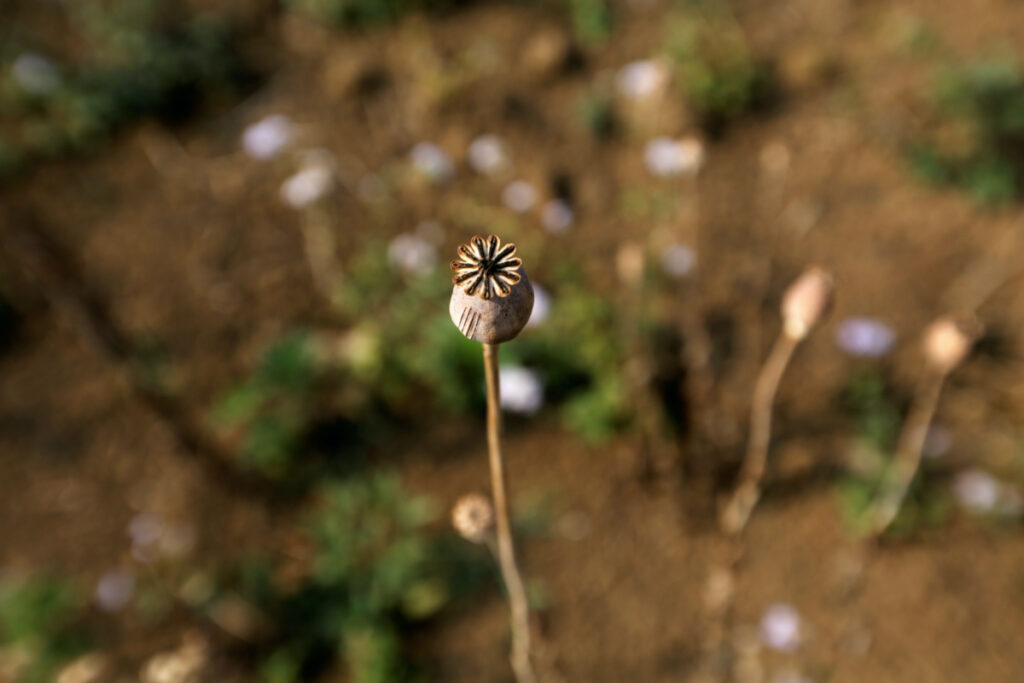 A dried poppy is seen in a field next to a mulberry farm in Tangyan township in Lashio District, northern Shan State, Myanmar, on 22nd April, 2018.
