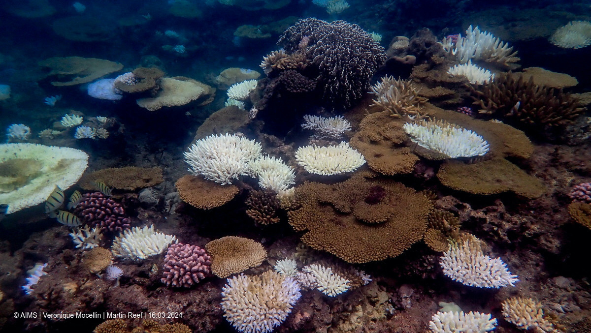 Coral reefs suffer fourth global bleaching event, NOAA says - Sight ...