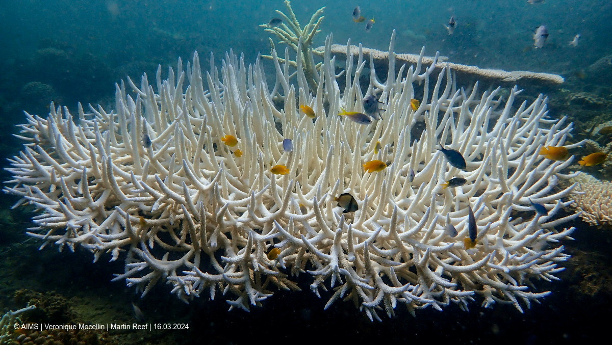 Coral reefs suffer fourth global bleaching event, NOAA says - Sight ...